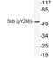 SH2 Domain Containing Adaptor Protein B antibody, LS-C178063, Lifespan Biosciences, Western Blot image 