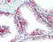 Basigin (Ok Blood Group) antibody, 49-026, ProSci, Immunohistochemistry frozen image 