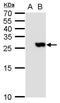 PYD And CARD Domain Containing antibody, PA5-27715, Invitrogen Antibodies, Western Blot image 