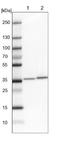 Leucine Carboxyl Methyltransferase 1 antibody, NBP2-14188, Novus Biologicals, Western Blot image 