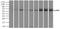 Lipase G, Endothelial Type antibody, NBP2-02396, Novus Biologicals, Immunoprecipitation image 