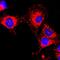 GAPDH antibody, NBP2-77402, Novus Biologicals, Immunocytochemistry image 