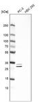 Ankyrin Repeat And SOCS Box Containing 9 antibody, NBP1-85082, Novus Biologicals, Western Blot image 