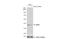 Arginase 2 antibody, NBP2-15445, Novus Biologicals, Western Blot image 