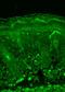 Rhodopsin antibody, NBP1-47602, Novus Biologicals, Immunohistochemistry paraffin image 