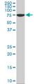 Heat Shock Protein Family A (Hsp70) Member 1 Like antibody, H00003305-M02, Novus Biologicals, Western Blot image 