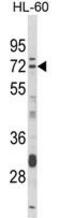 Deltex E3 Ubiquitin Ligase 4 antibody, GTX80971, GeneTex, Western Blot image 