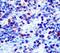 T-cell receptor beta chain V region 86T1 antibody, LS-C348677, Lifespan Biosciences, Immunohistochemistry frozen image 
