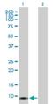  antibody, H00002644-D01P, Novus Biologicals, Western Blot image 