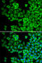 HCK Proto-Oncogene, Src Family Tyrosine Kinase antibody, STJ23924, St John