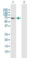 Follistatin Like 4 antibody, H00023105-B01P, Novus Biologicals, Western Blot image 