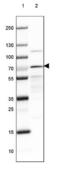 Arginyl-TRNA Synthetase antibody, NBP1-88032, Novus Biologicals, Western Blot image 