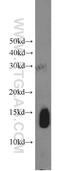 Hemoglobin Subunit Beta antibody, 16216-1-AP, Proteintech Group, Western Blot image 