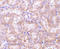 Receptor Interacting Serine/Threonine Kinase 3 antibody, ADI-905-242-100, Enzo Life Sciences, Immunohistochemistry paraffin image 