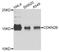 Cyclin Dependent Kinase Inhibitor 2B antibody, abx006792, Abbexa, Western Blot image 