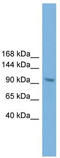 Kiaa0395 antibody, TA329616, Origene, Western Blot image 