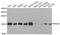 Peroxiredoxin 5 antibody, LS-B12913, Lifespan Biosciences, Western Blot image 