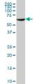 Rap1 GTPase-GDP dissociation stimulator 1 antibody, H00005910-B01P, Novus Biologicals, Western Blot image 