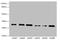 Syntaxin 7 antibody, LS-C676556, Lifespan Biosciences, Western Blot image 