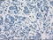 Fc Fragment Of IgG Receptor IIa antibody, LS-C114763, Lifespan Biosciences, Immunohistochemistry frozen image 