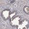 HINaC antibody, HPA029444, Atlas Antibodies, Immunohistochemistry frozen image 