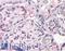 Dipeptidyl Peptidase 4 antibody, LS-A9025, Lifespan Biosciences, Immunohistochemistry paraffin image 