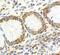 KISS1 Receptor antibody, FNab04593, FineTest, Immunohistochemistry frozen image 