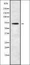 Neuronal Differentiation 4 antibody, orb338485, Biorbyt, Western Blot image 