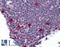PBK/TOPK antibody, LS-B8369, Lifespan Biosciences, Immunohistochemistry frozen image 