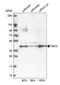 Tubulin Folding Cofactor C antibody, HPA035073, Atlas Antibodies, Western Blot image 