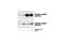 Cell Division Cycle 25C antibody, 9528S, Cell Signaling Technology, Western Blot image 