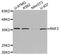 Ring Finger Protein 2 antibody, STJ111135, St John