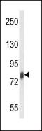 Lactotransferrin antibody, GTX81085, GeneTex, Western Blot image 