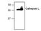 Cathepsin L antibody, GTX59728, GeneTex, Western Blot image 