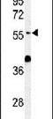 Atlastin GTPase 3 antibody, PA5-24652, Invitrogen Antibodies, Western Blot image 