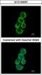 Betaine--homocysteine S-methyltransferase 1 antibody, GTX103037, GeneTex, Immunocytochemistry image 