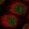 MSL Complex Subunit 3 antibody, HPA034536, Atlas Antibodies, Immunocytochemistry image 
