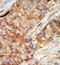 Glucokinase antibody, GTX59598, GeneTex, Immunohistochemistry paraffin image 