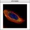 Mitogen-Activated Protein Kinase Kinase 1 antibody, GTX102391, GeneTex, Immunofluorescence image 