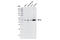 Transcription Factor AP-2 Gamma antibody, 2320S, Cell Signaling Technology, Western Blot image 