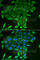 CD84 Molecule antibody, A6433, ABclonal Technology, Immunofluorescence image 