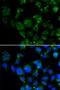 Microtubule Associated Protein RP/EB Family Member 2 antibody, LS-C346117, Lifespan Biosciences, Immunofluorescence image 