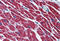 Hydroxyacyl-CoA Dehydrogenase antibody, MBS245762, MyBioSource, Immunohistochemistry frozen image 
