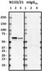 Regulator Of G Protein Signaling 14 antibody, 821804, BioLegend, Western Blot image 
