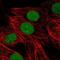 High Mobility Group Box 3 antibody, NBP2-47434, Novus Biologicals, Immunofluorescence image 