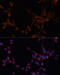 Aldehyde Dehydrogenase 6 Family Member A1 antibody, 19-030, ProSci, Immunofluorescence image 