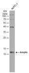 Islet Amyloid Polypeptide antibody, GTX113367, GeneTex, Western Blot image 