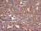 Carboxypeptidase A1 antibody, GTX84666, GeneTex, Immunohistochemistry paraffin image 