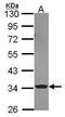 Enoyl-CoA Hydratase 1 antibody, PA5-30012, Invitrogen Antibodies, Western Blot image 