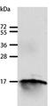 Gastric Inhibitory Polypeptide antibody, PA5-50225, Invitrogen Antibodies, Western Blot image 